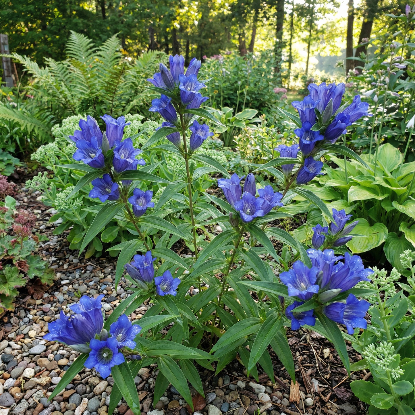 Blue Gentiana Dahurica Flower Seeds Ideal for Spring Planting