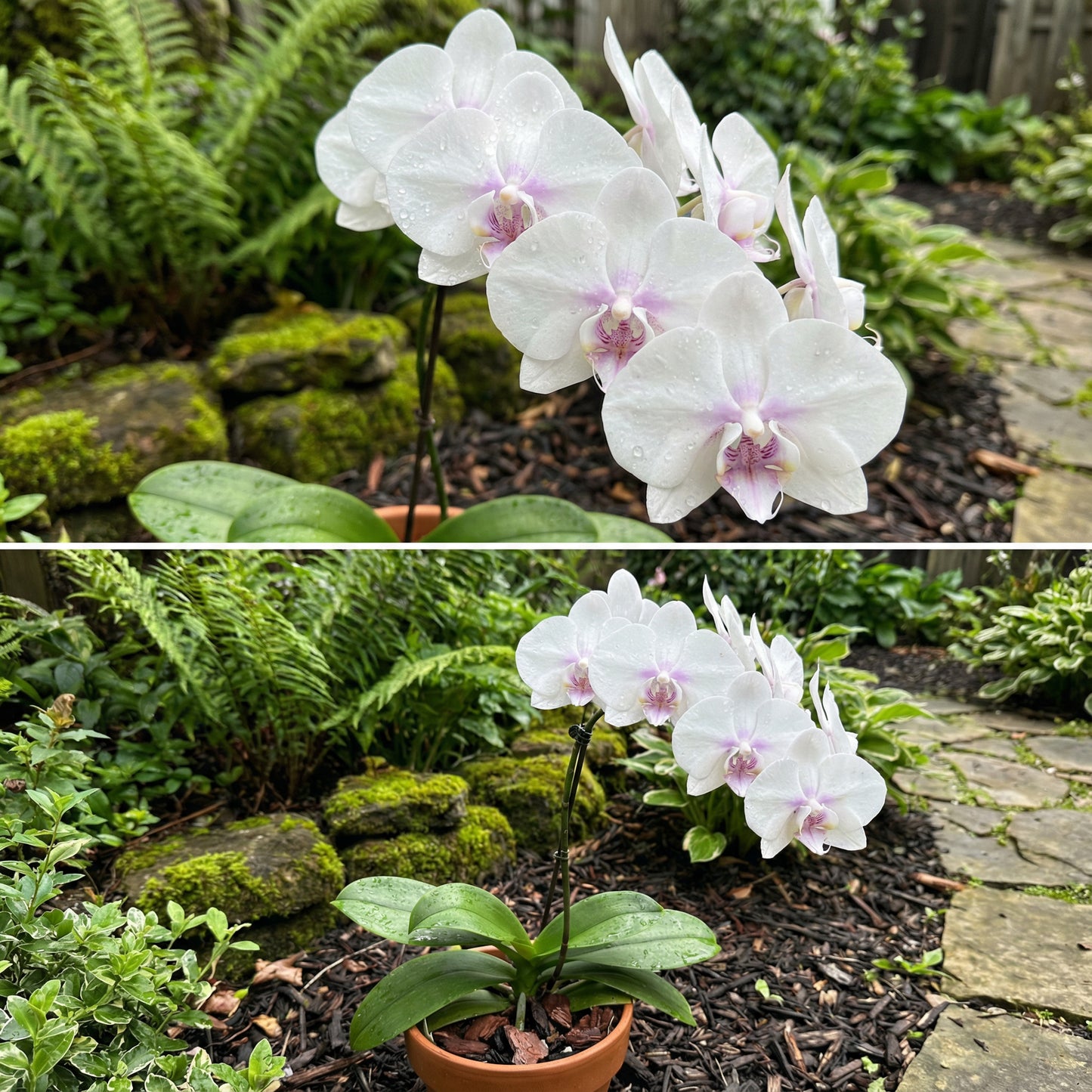 White Orchid Flower Planting - Seeds for Stunning Blooms in Your Garden