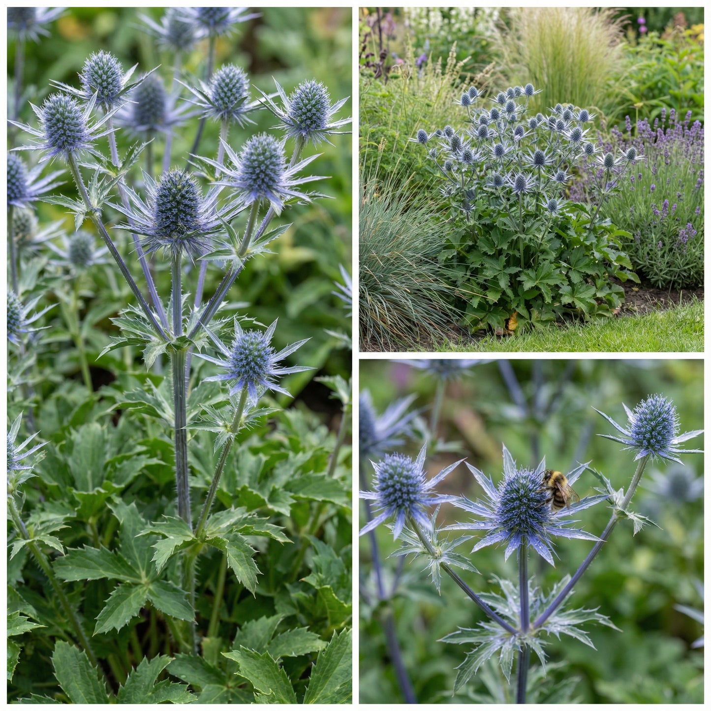 Blue Eryngium Planum Flower Seeds for Planting