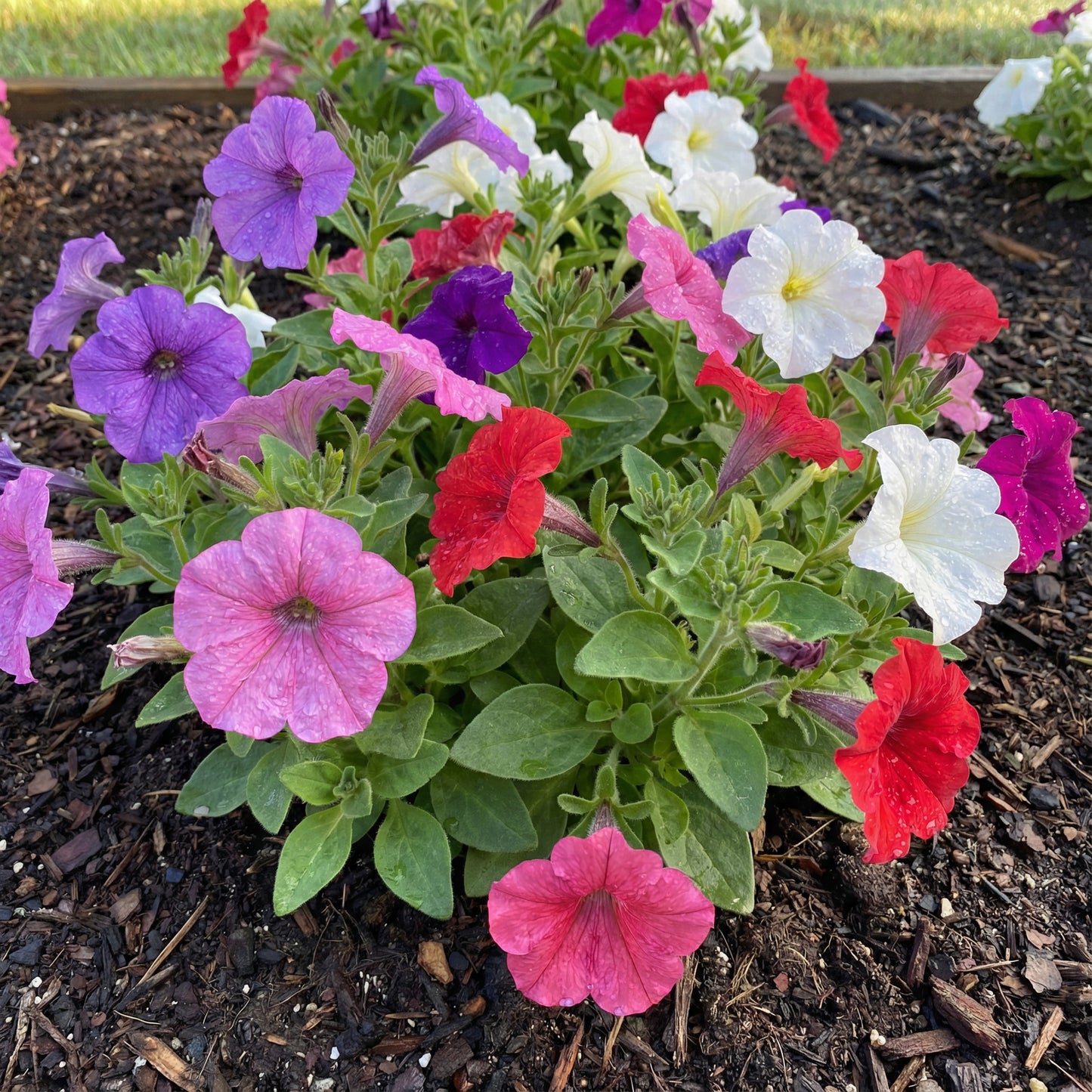 Petunia Mix Seeds for Planting Colorful Annual Flowers