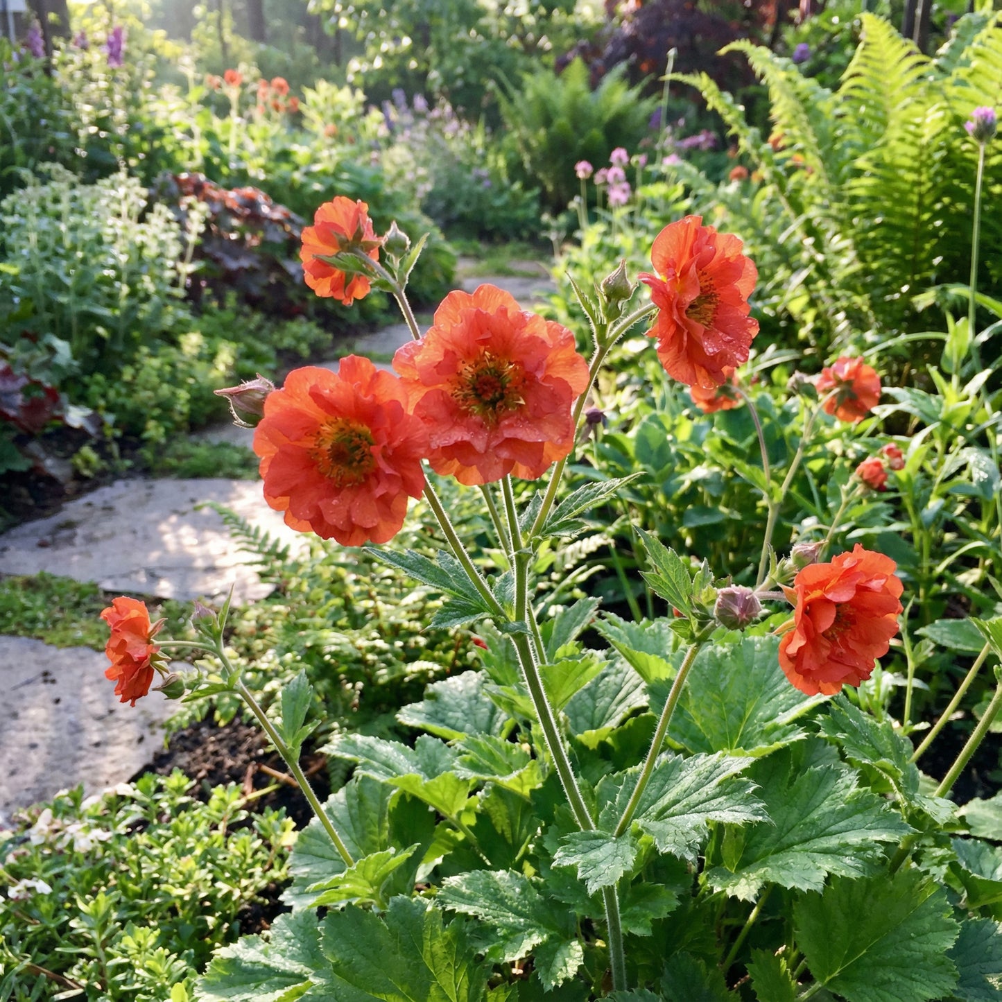 Geum Flower Planting Seeds Vibrant Perennial Blooms for Your Garden