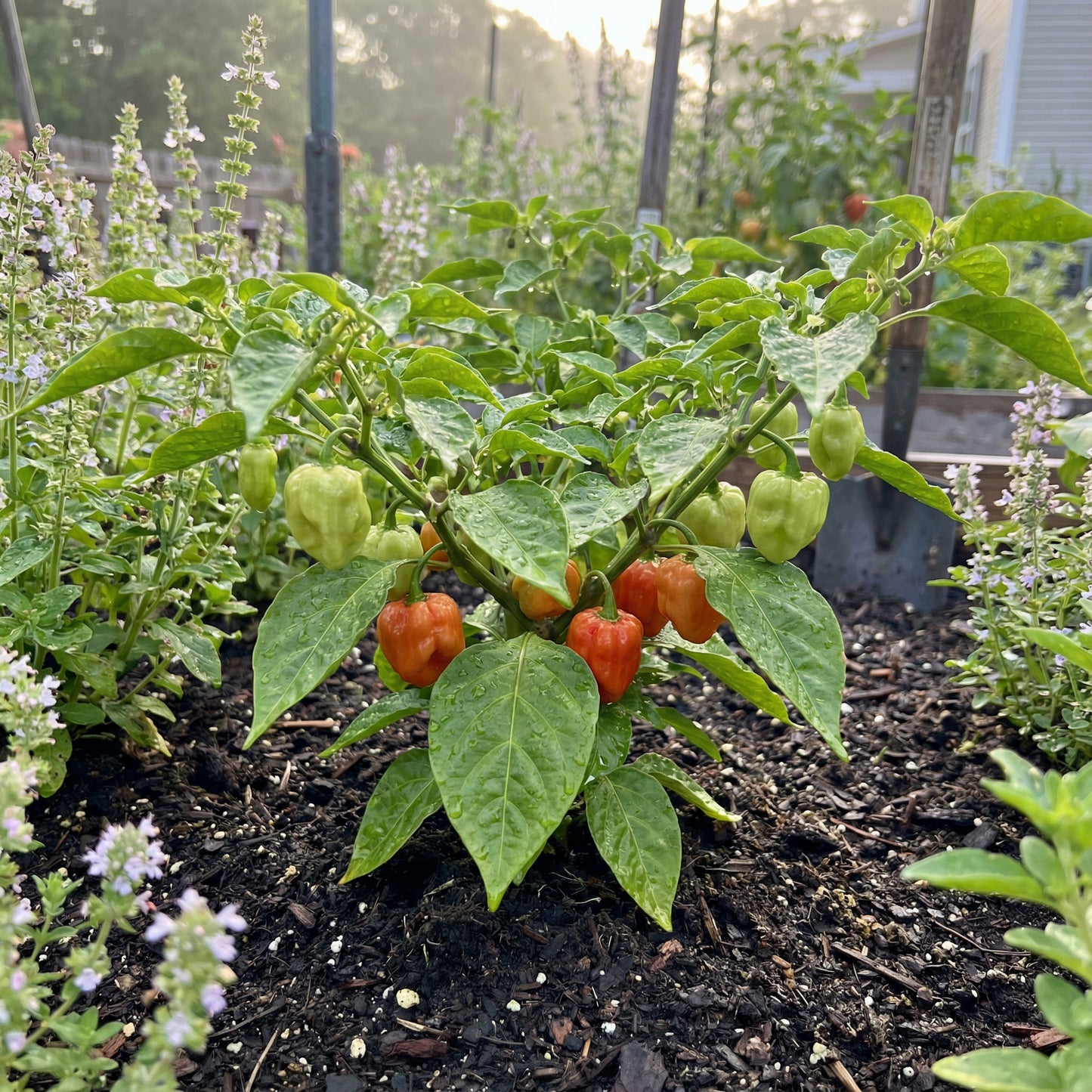 Jamaican Scotch Bonnet Pepper Seeds for Planting Hot Pepper Variety