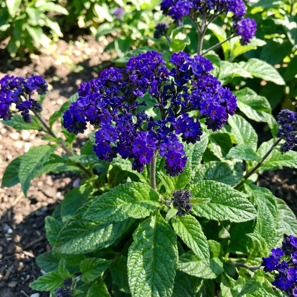 植え付け用ヘリオトロープブルーの花の種を購入 | 美しい香り高い花々