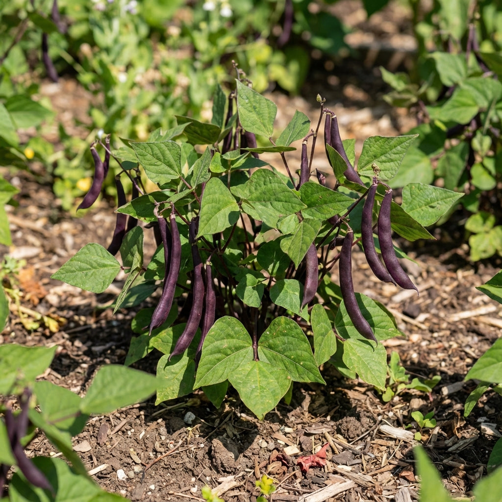 Burgundy Bean Seeds for Vegetable Planting