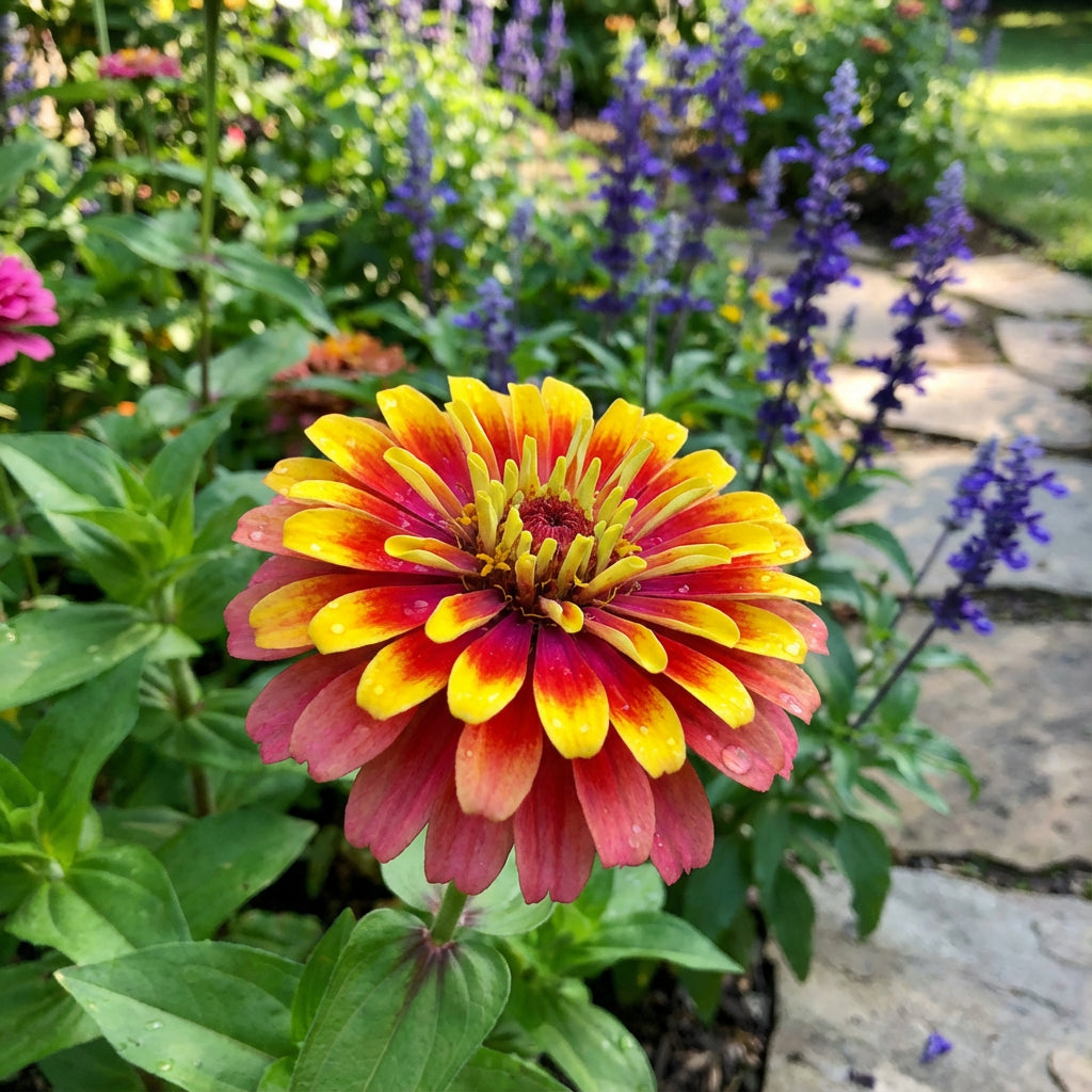 Zowie Flower Planting Seeds for Vibrant Blooms and Thriving Gardens - Seed for Your Colorful Floral Display