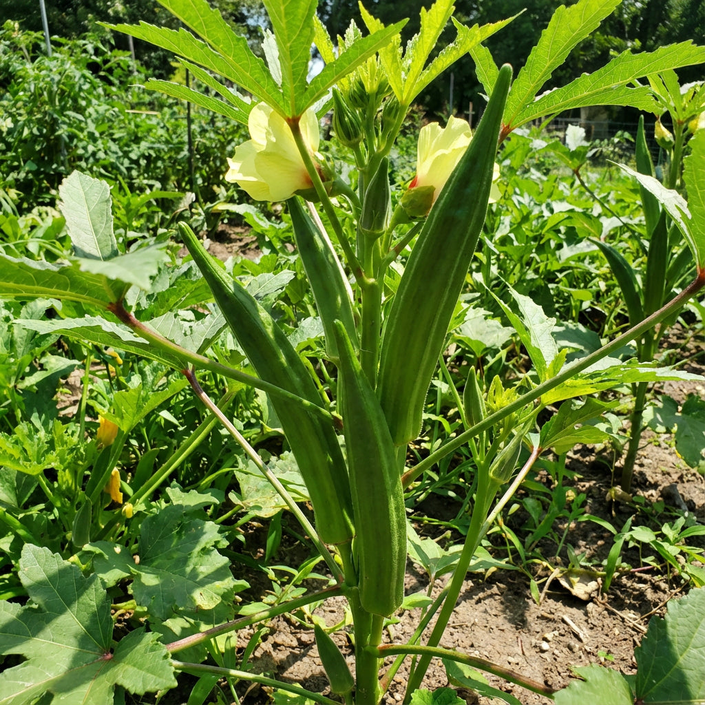 Green Okra Seeds for Planting Vegetable Garden Essentials
