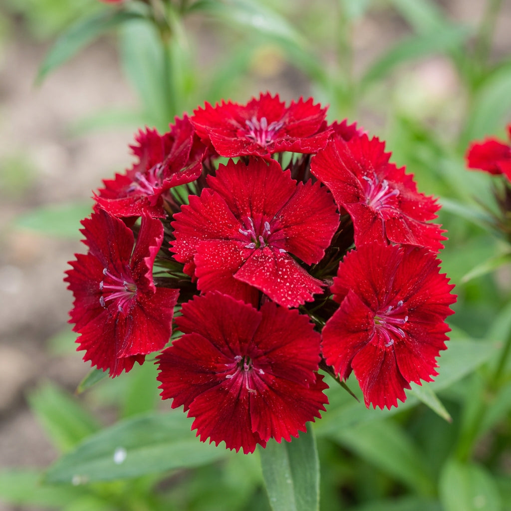 Dianthus Caryophyllus Flower Seeds for Planting - Vibrant Baren Red for Colorful Displays