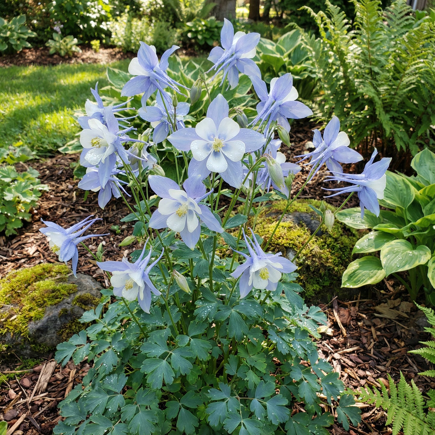 Light Blue and White Aquilegia Flower Seeds for Planting