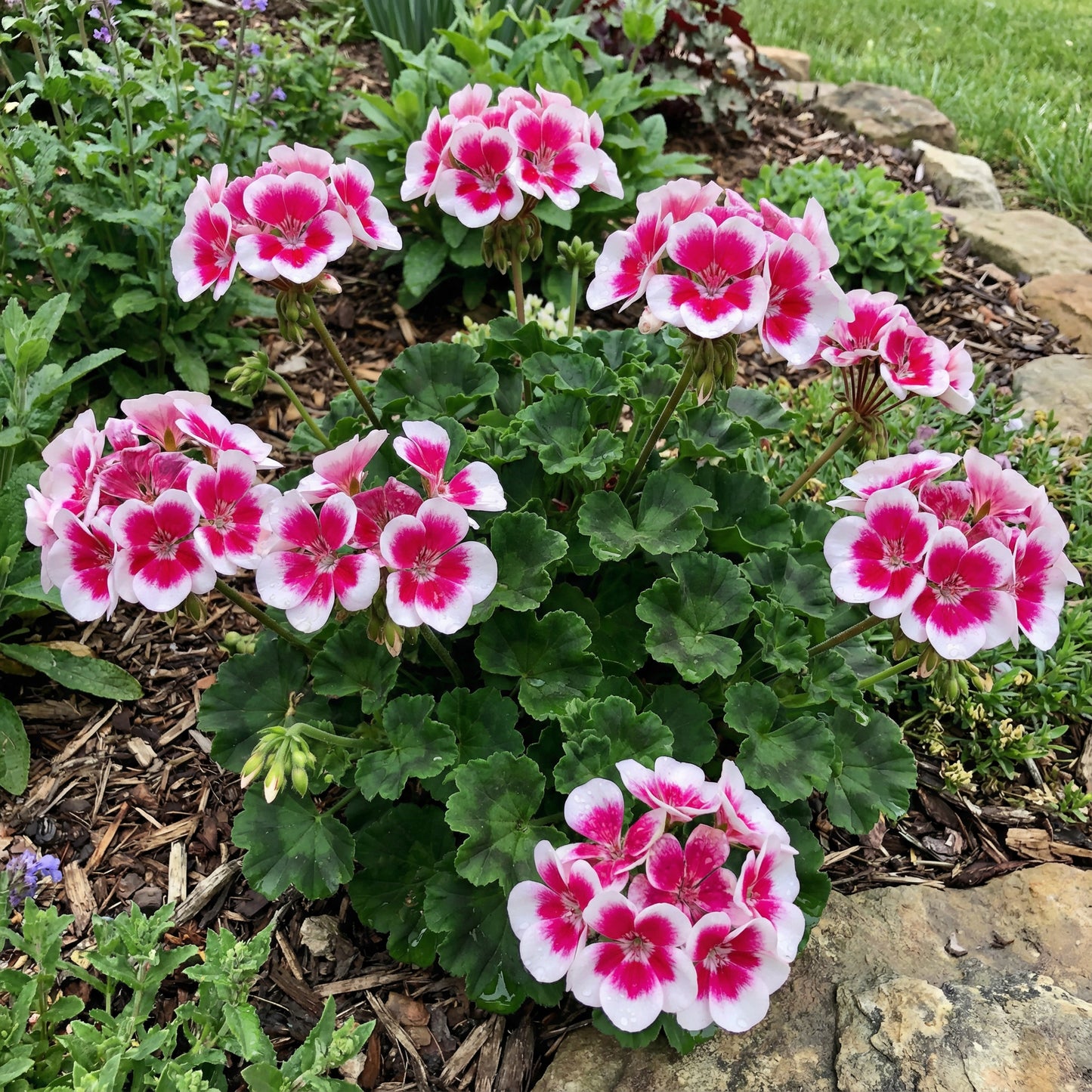 Dunkelrosa und weiße Geranienblumensamen für einfaches Pflanzen