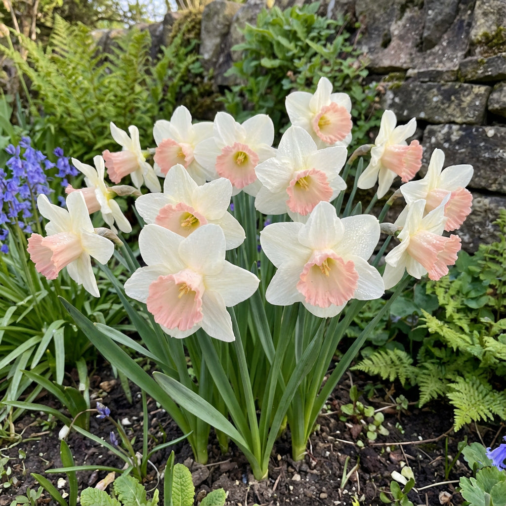 Semillas de flor de narciso rosa bebé y blanco para plantar