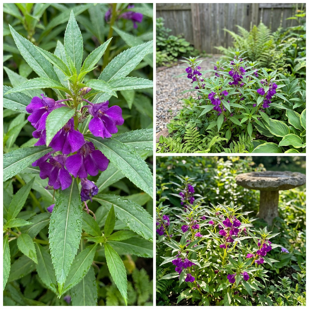 Semi di Fiore di Balsamo Viola per Piantare