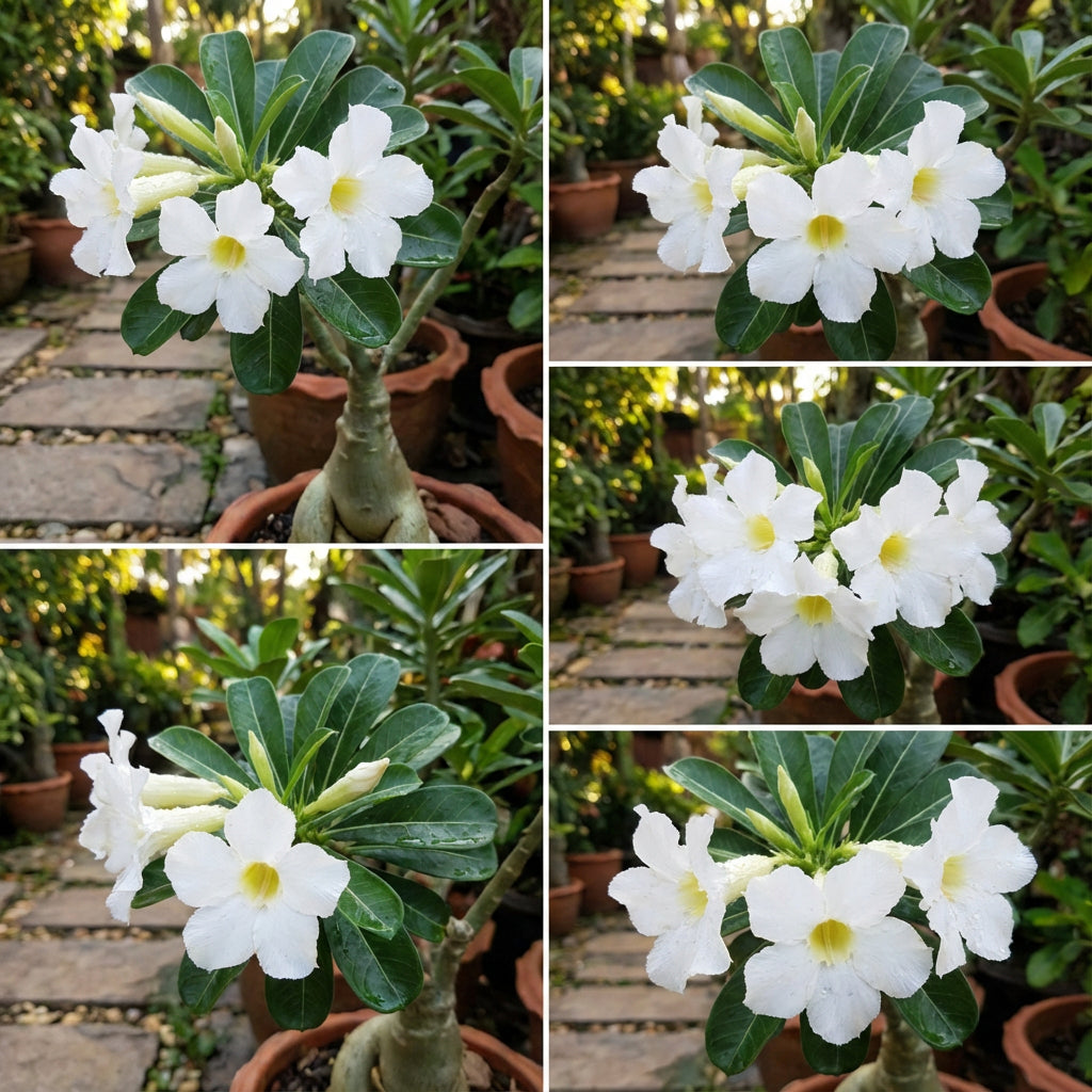 Pure White Adenium Seeds for Planting - Enhance Your Garden with Stunning White Adeniums
