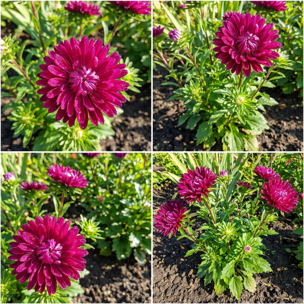 Graines d'aster rose foncé pour plantation - Faites pousser de vaillants asters dans votre jardin