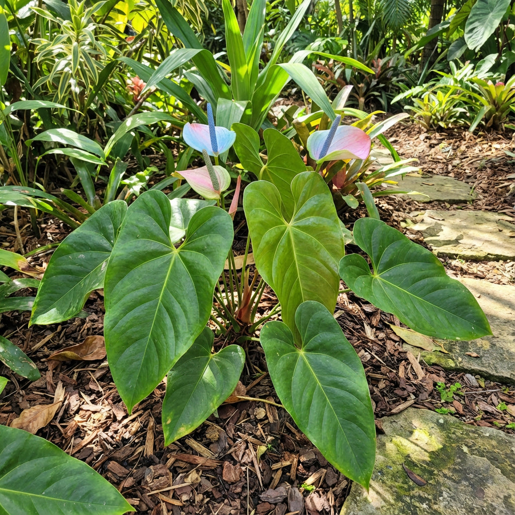 Graines de fleurs d'Anthurium Linden - Anthuriums bleu ciel et rose pour plantation