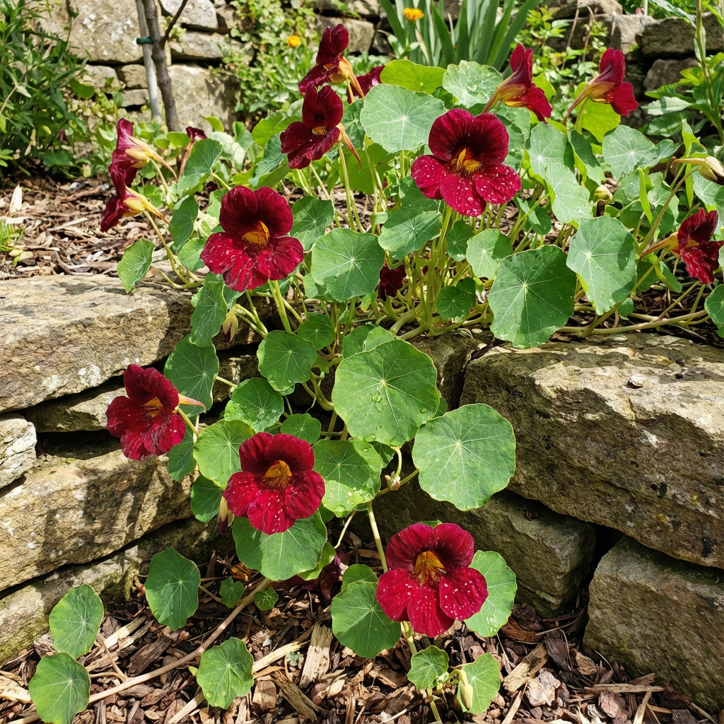 Dark Red Tropaeolum Nasturtium Flowering Seeds for Planting