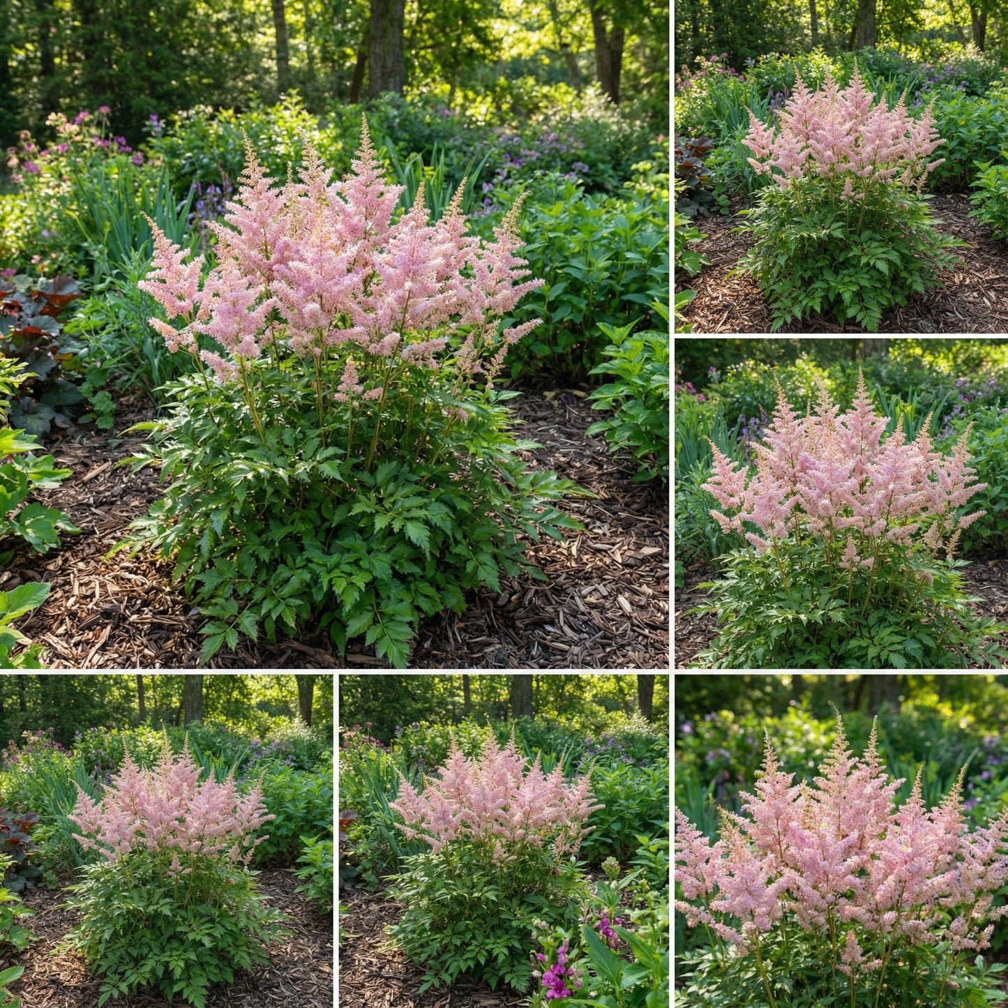 Astilbe Flower Seeds for Planting Light Pink Blooms - Grow Delicate Astilbe Flowers