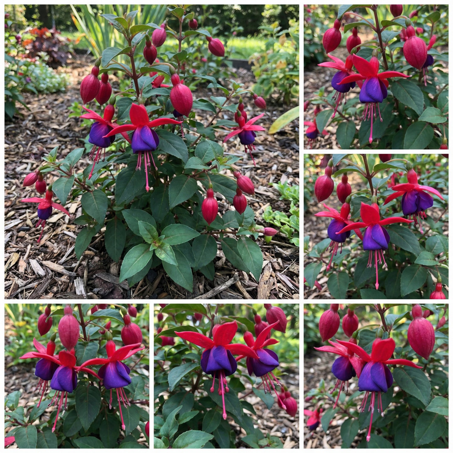 Red Blue Fuchsia Seeds for Planting - Cultivate Vibrant Fuchsia Flowers