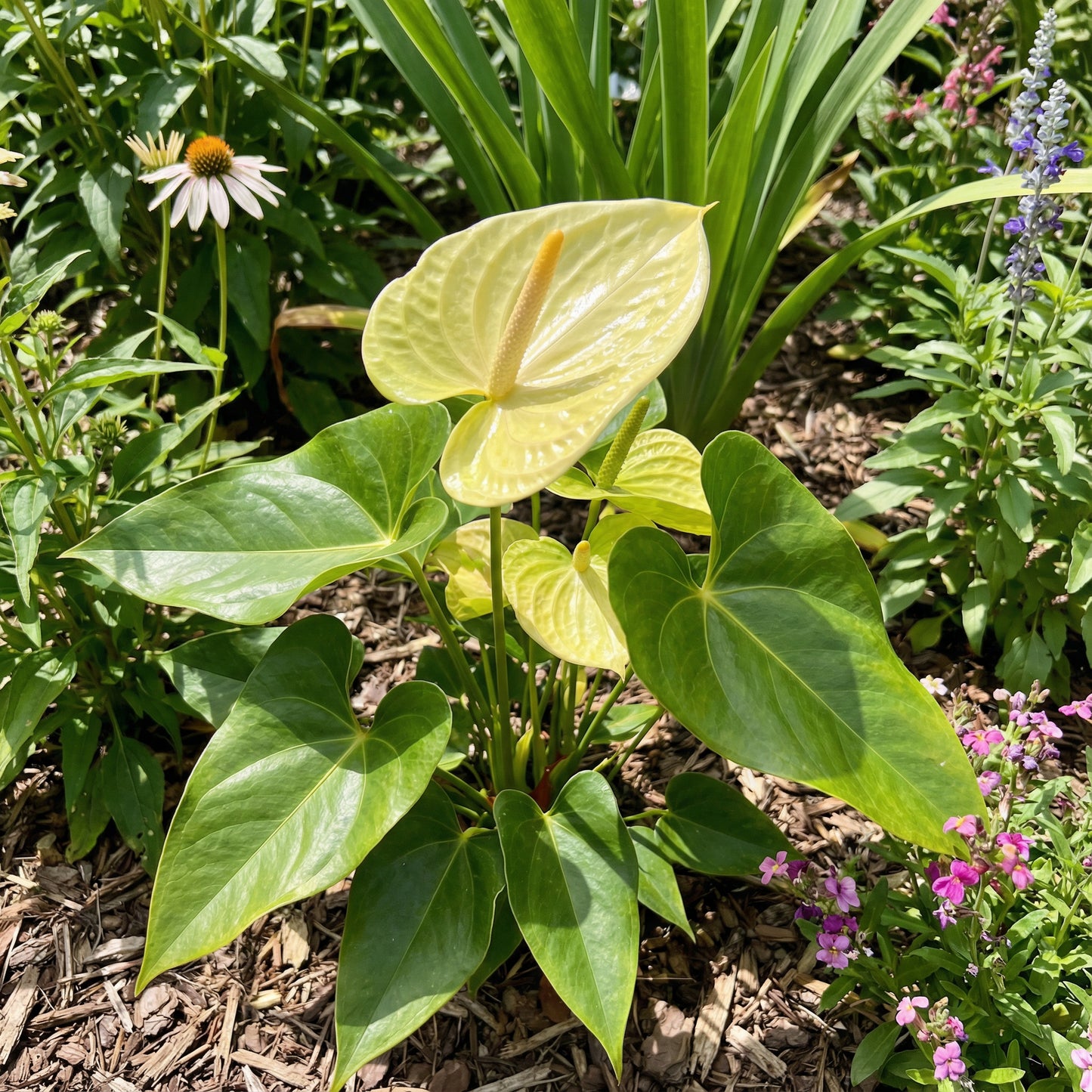 Hellgelbe Anthurie Linden Araceae Samen zum Pflanzen - Exotische Blütensamen