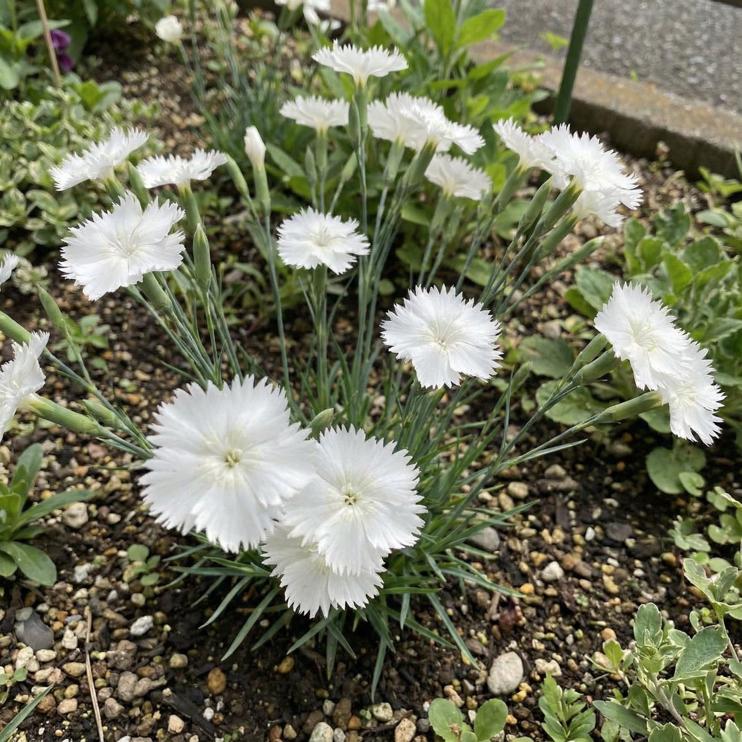 Schneerosen-Blumensamen zum Pflanzen Helllavendel