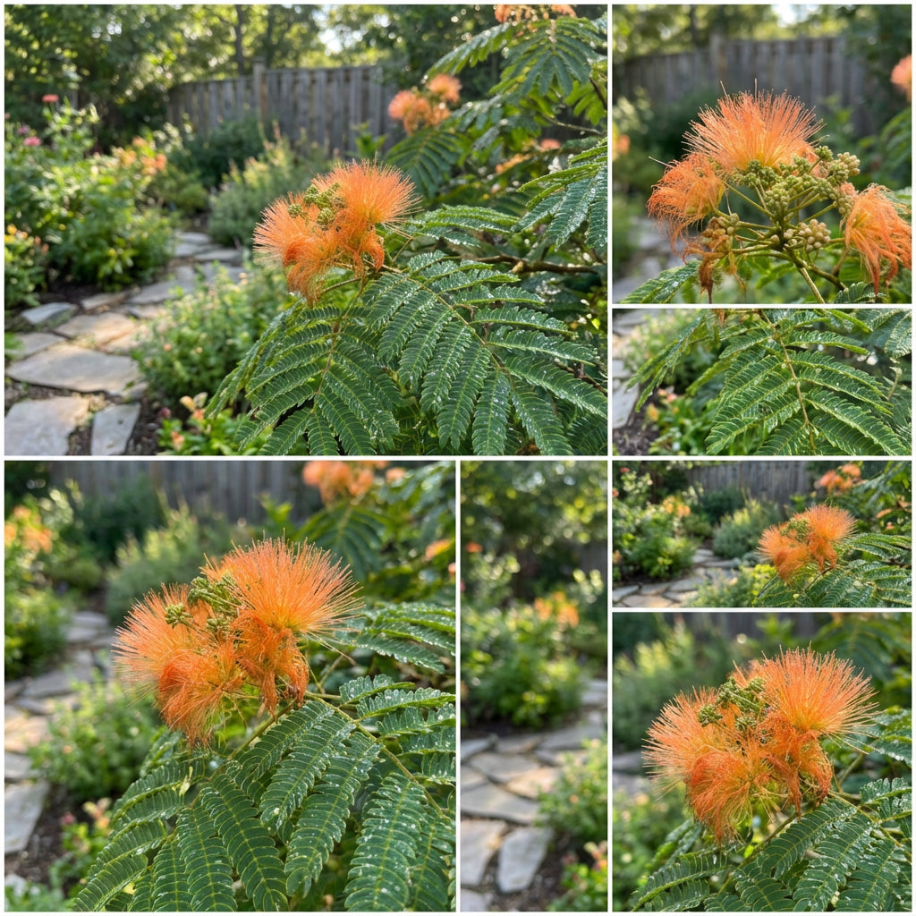 Albizia-Blumensamen zum Pflanzen Orange – Ziehen Sie die exotischen und auffälligen orangefarbenen Albizia-Blüten heran
