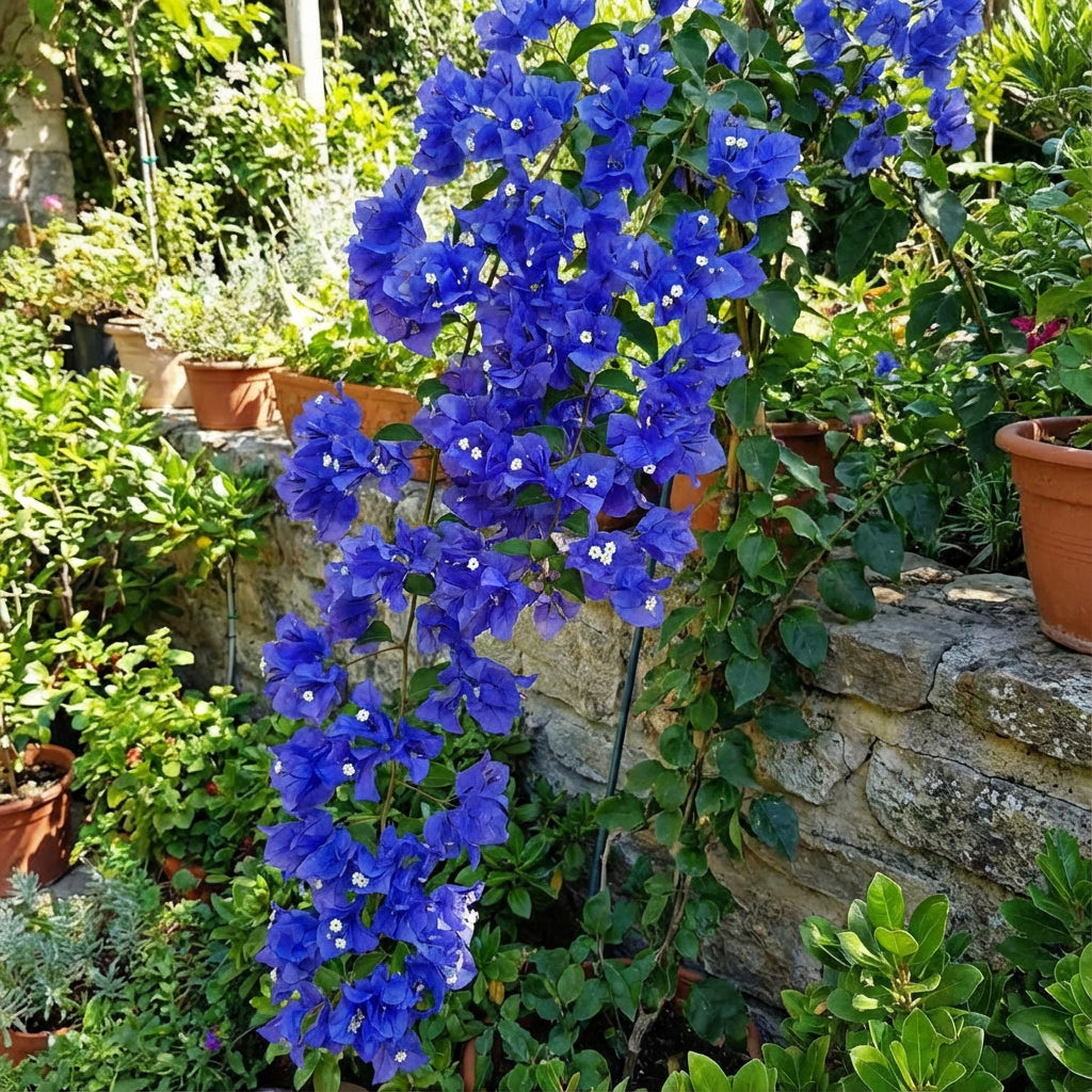 Blue Spectabilis Flower Seeds for Planting Vibrant Blooms for Your Garden