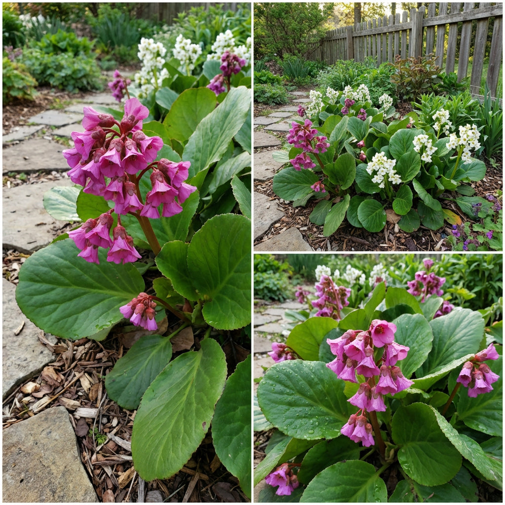 Robuste Bergenien-Blumensamen zum Pflanzen