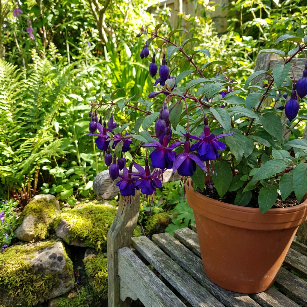 Buy Blue Fuchsia Flower Seeds