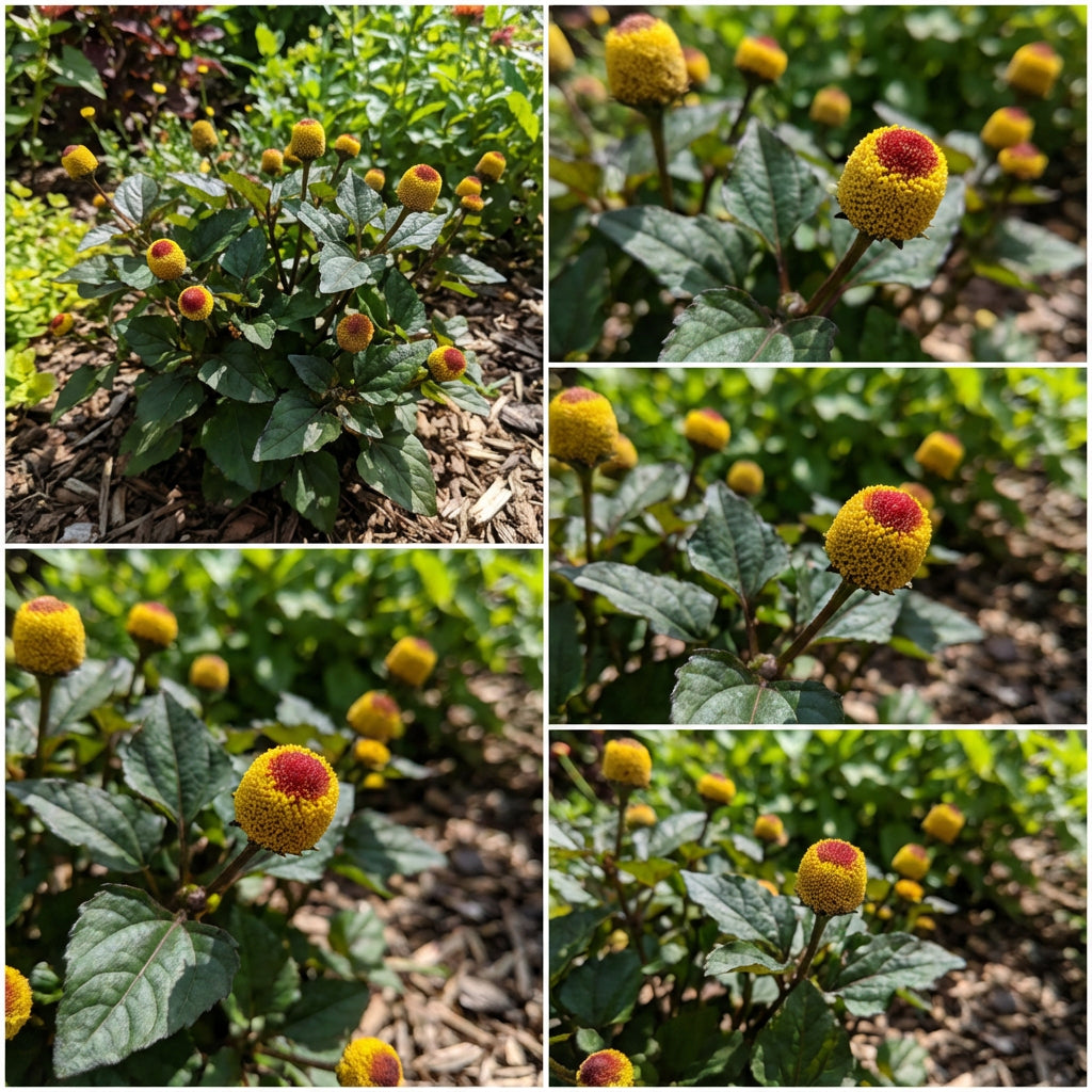 Spilanthes Flower Planting for Colorful Gardens Seeds for Vibrant and Unique Blooms