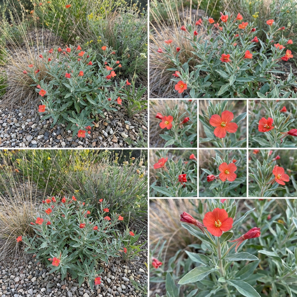 Oenothera Suffrutescens Seeds for Vibrant Garden Planting