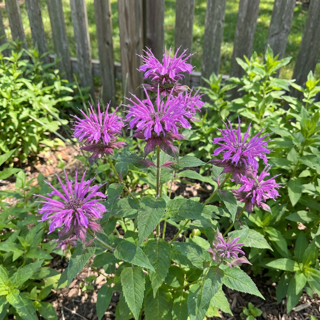 Bergamot Flower Seeds for Planting