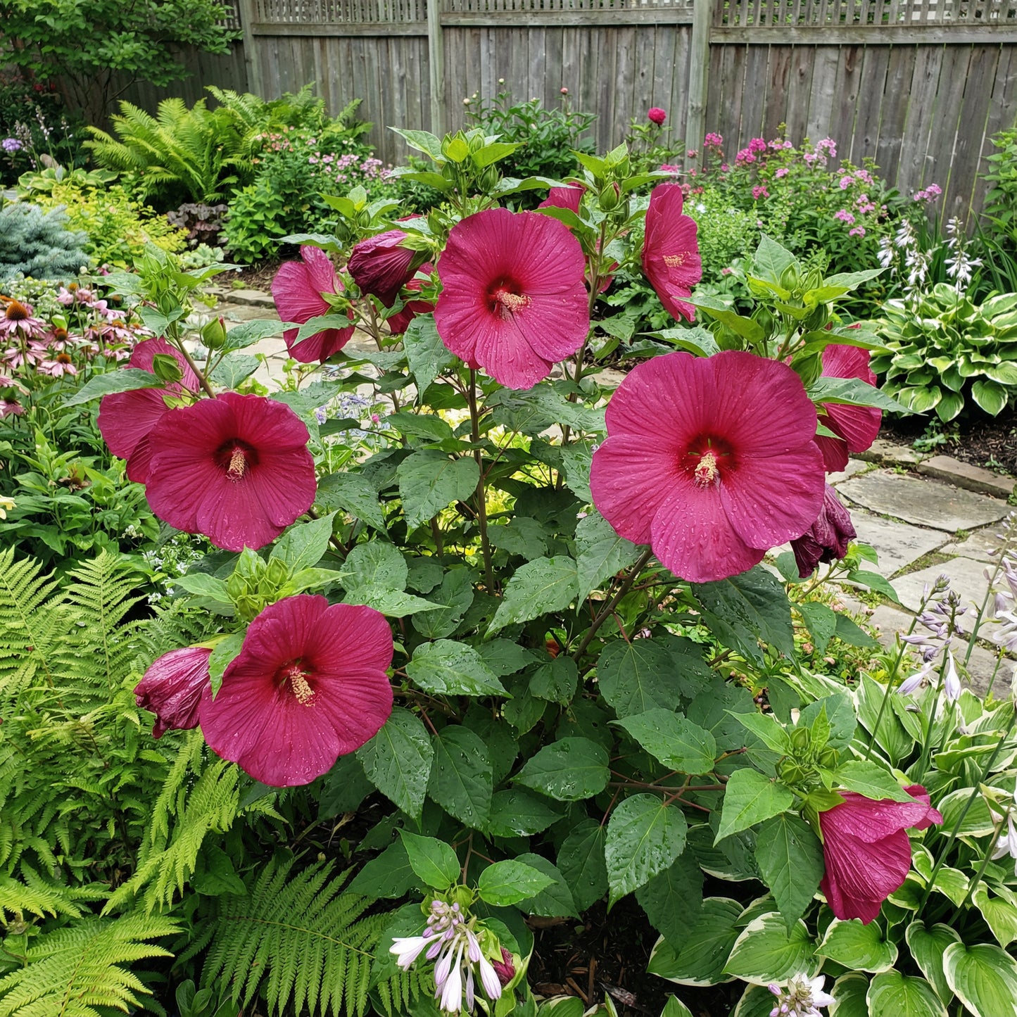 Dunkelrosa Hibiskussamen für üppige Gärten und lebendige Blüten