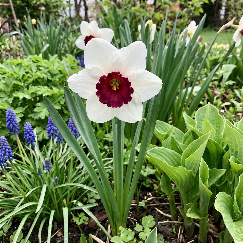 Burgunderrote und weiße Narzissensamen zum Pflanzen