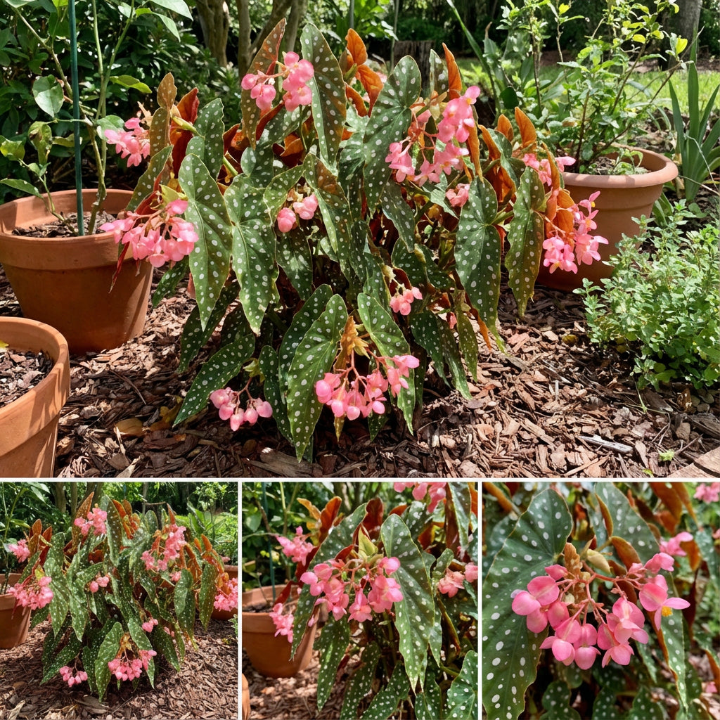 Begonia Seeds for Indoor Planting