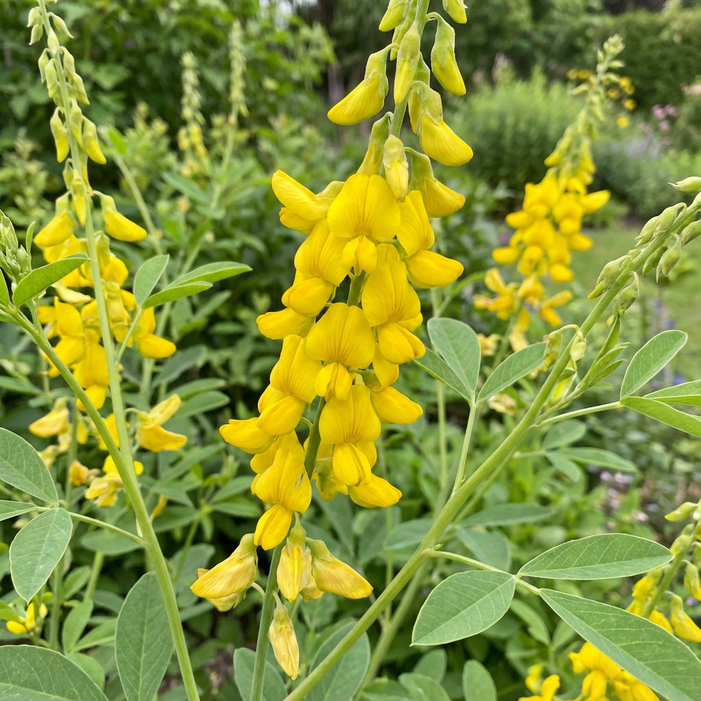 Yellow Smooth Rattlebox Plant Seeds Planting Unique