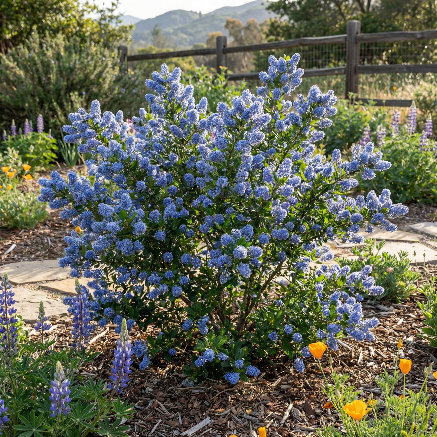 Blue Deerbrush Ceanothus Seeds for Planting | Tree Plant Seeds