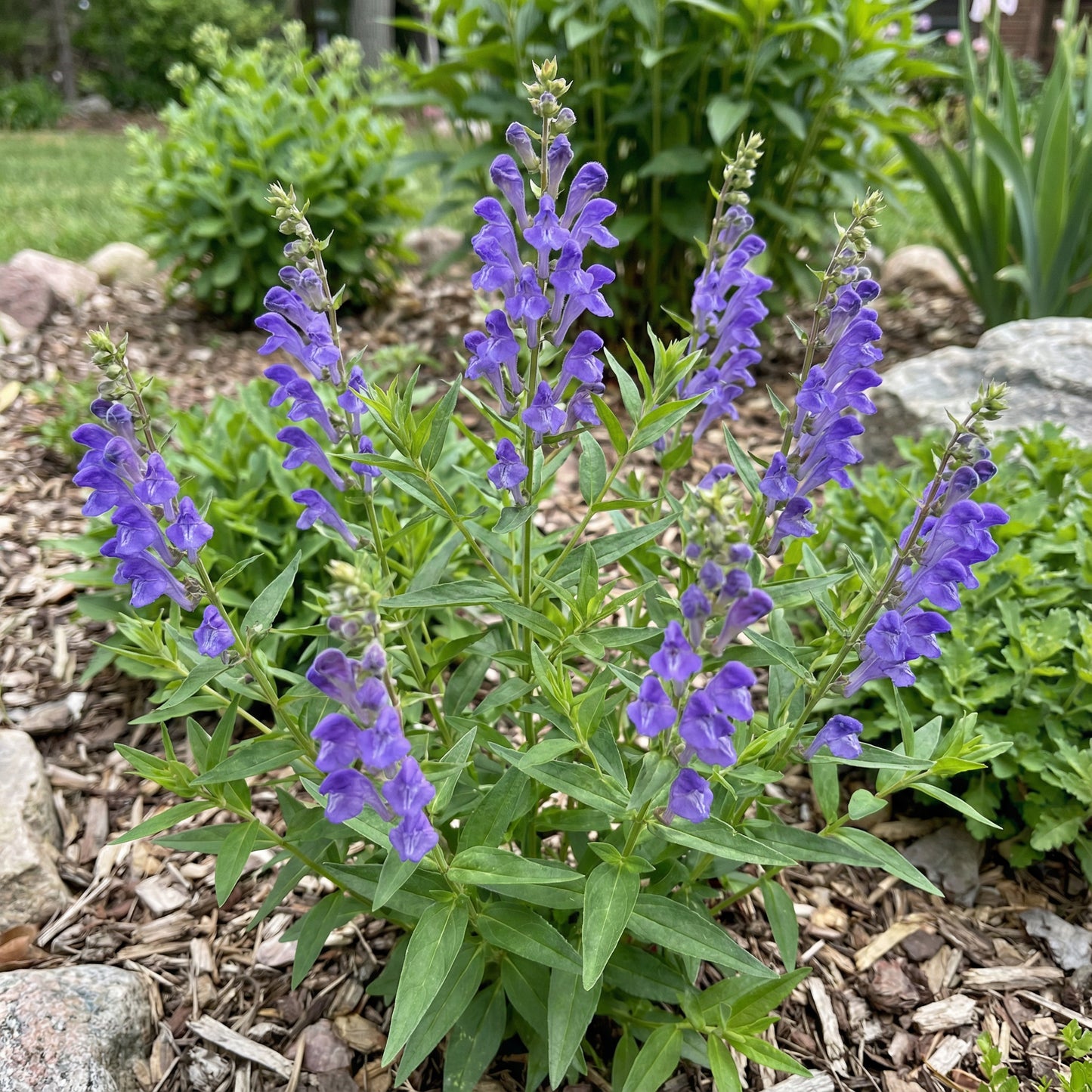 Blue Scutellaria Baicalensis Seeds for Planting