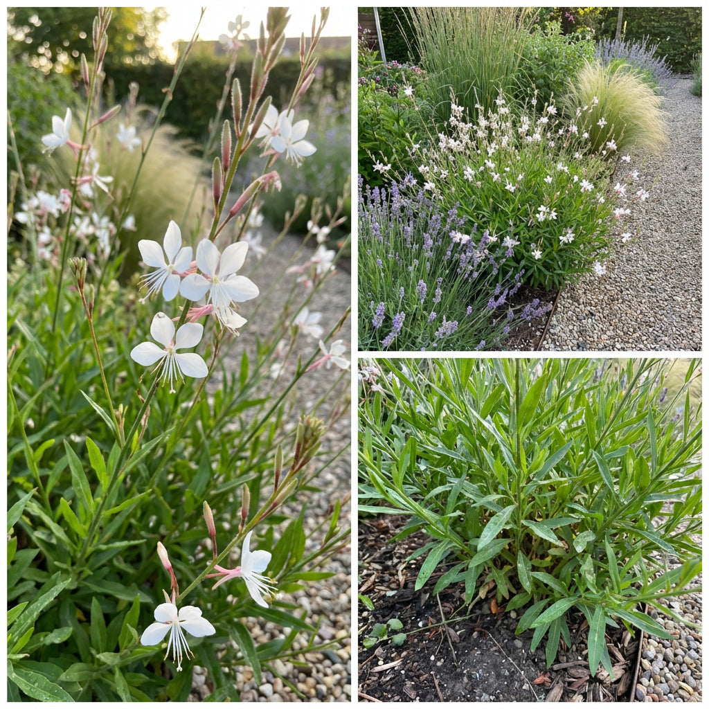 White Gaura Lindheimeri Flower Seeds for Planting