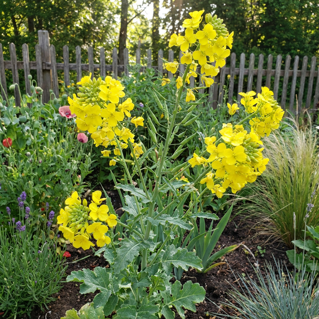 Yellow Rape Flower Seeds for Planting Brighten Your Garden