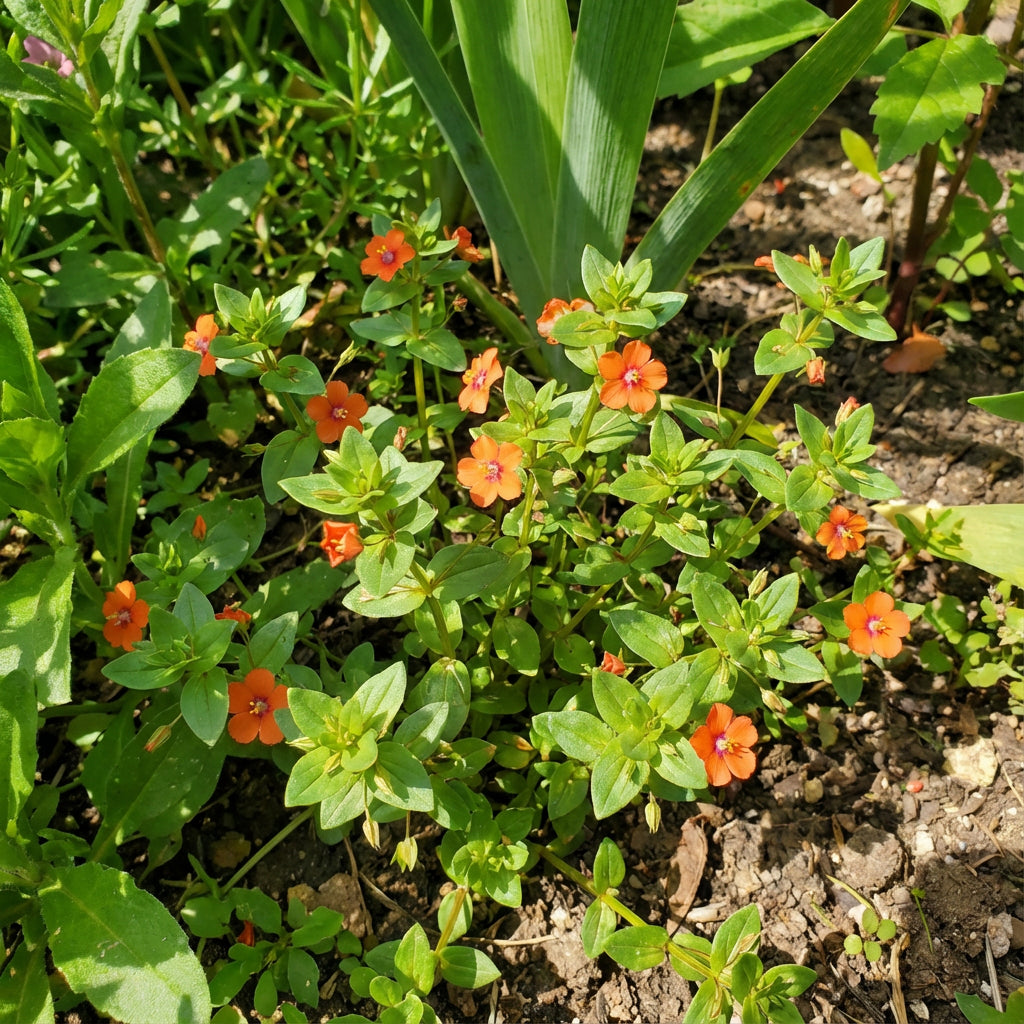 Orange Pimpernel Scarlet Flower Seeds for Planting Bright Annual Blooms