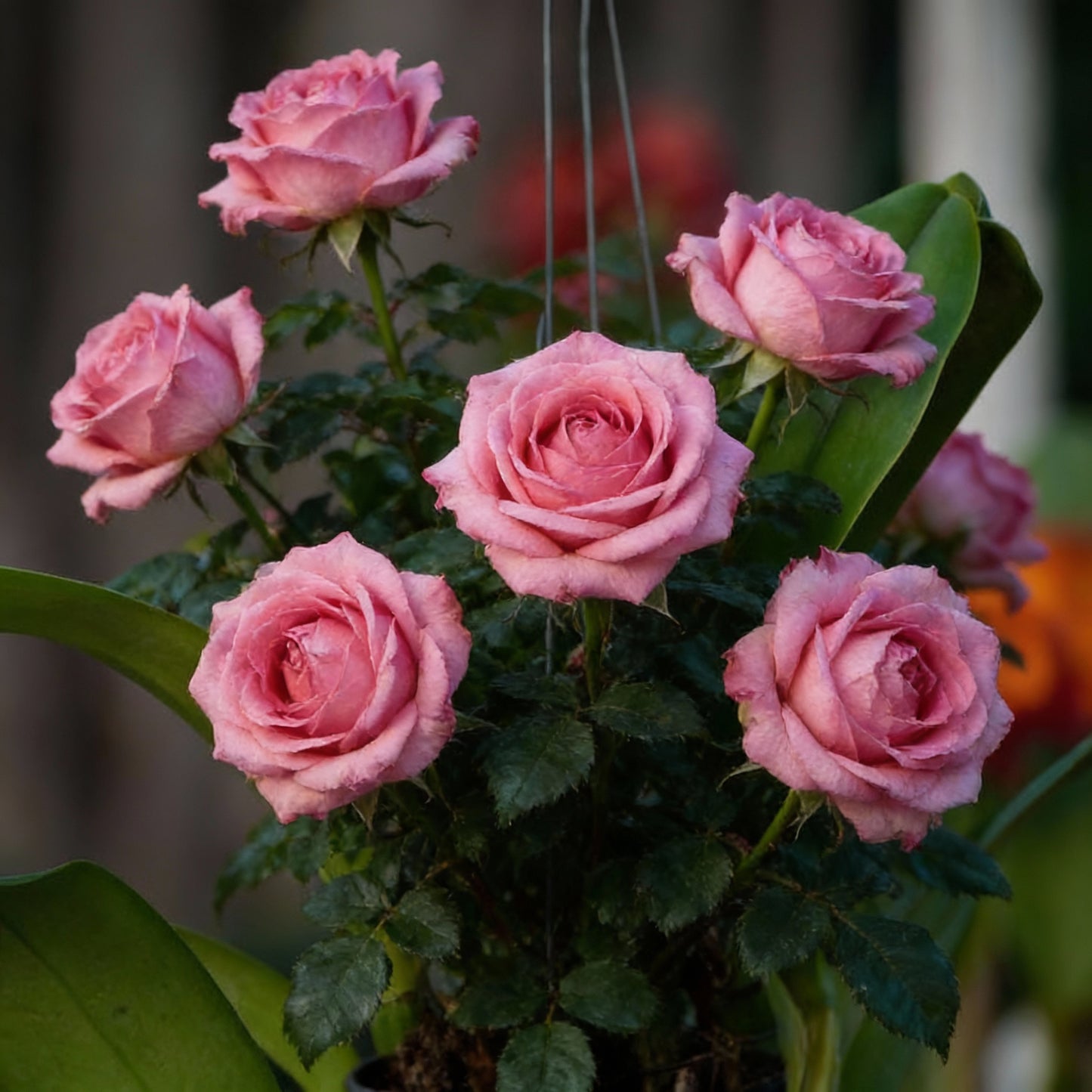 Pink Death Rose Seeds for Spring Planting