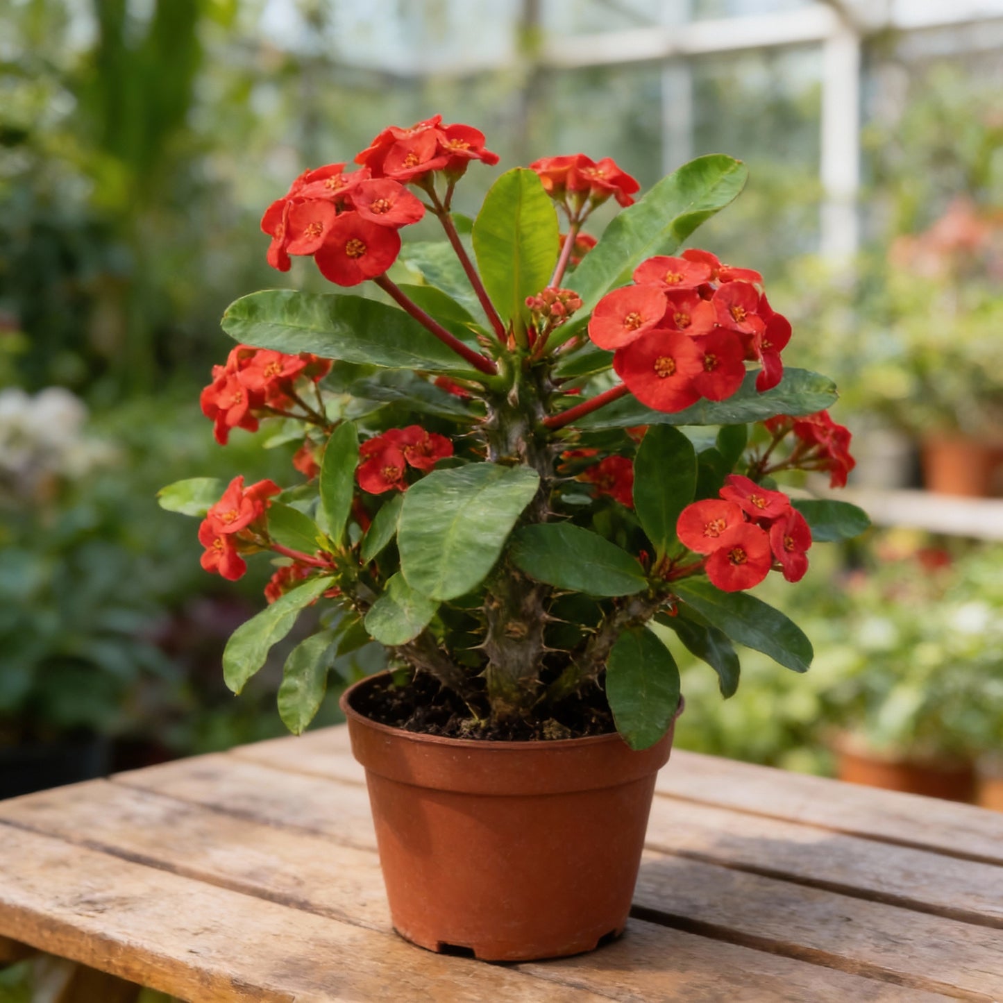 Crown of Thorn Flower Seeds Easy Planting for Vibrant Blooms