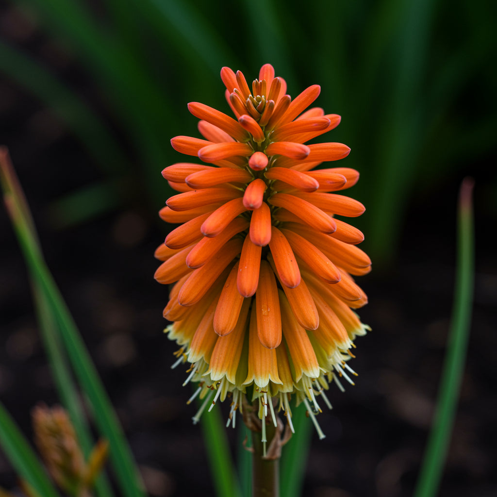 Orange Kniphofia Planting Seeds Vibrant Perennial Flowers for Your Garden