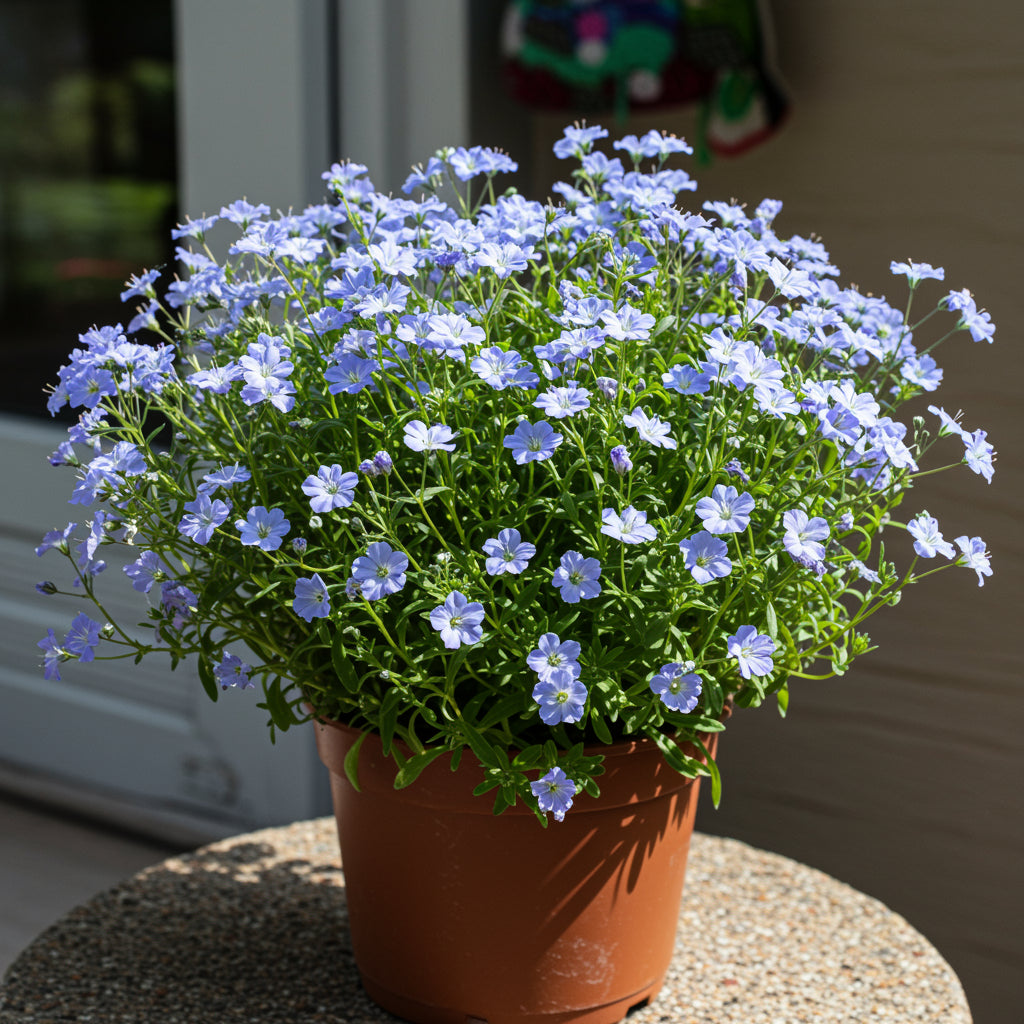 Blue Gypsophila Seeds for Planting - Beautiful Flowering Plant