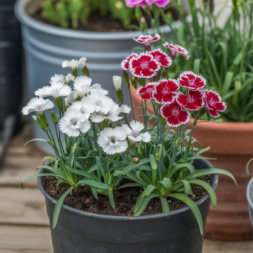 White and Red Dianthus Flower Seeds for Vibrant Garden Displays - Seed for Bright and Colorful Blooms