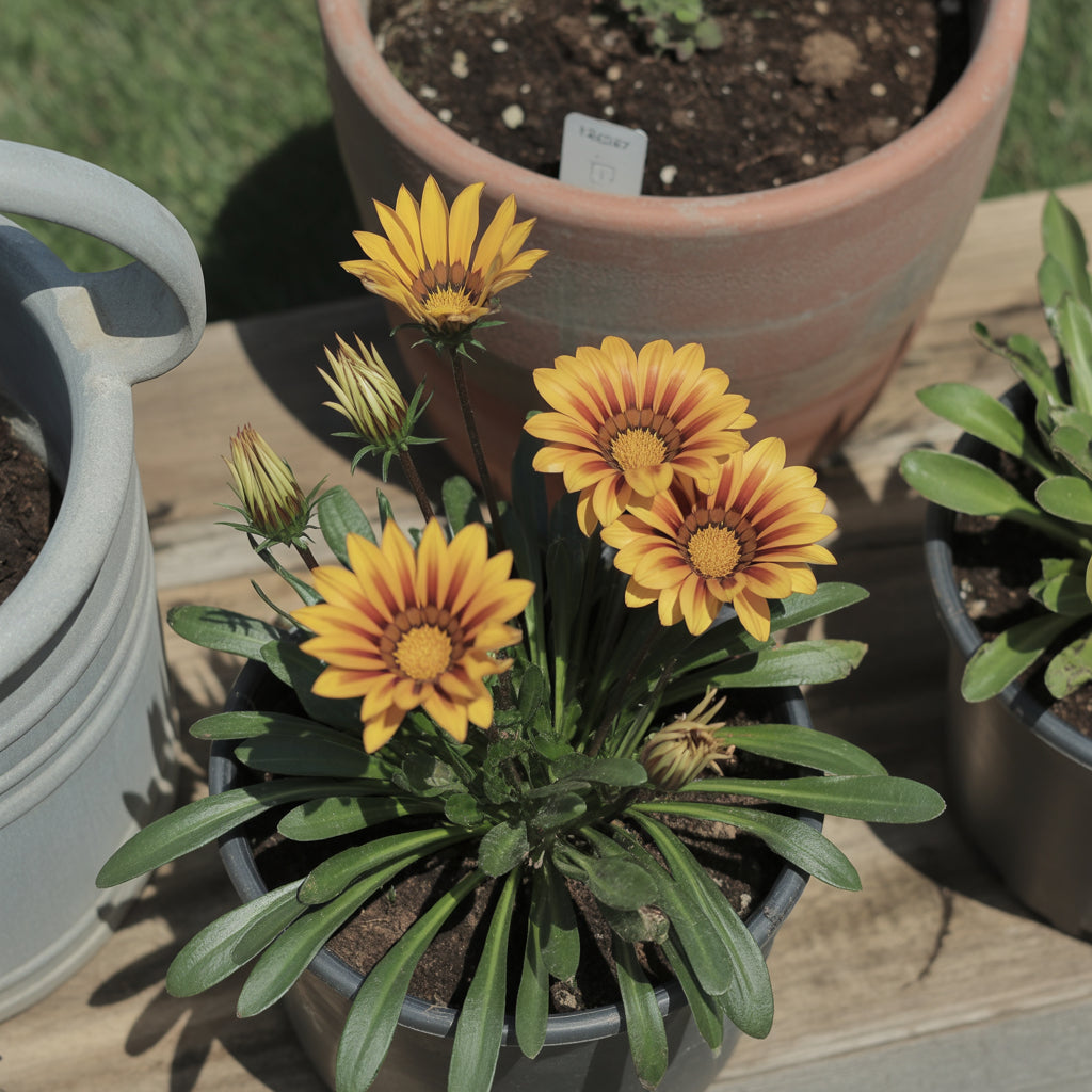 Yellow Red Gazania Rigens Flower Planting Seeds for Vibrant Blossoms in Your Garden