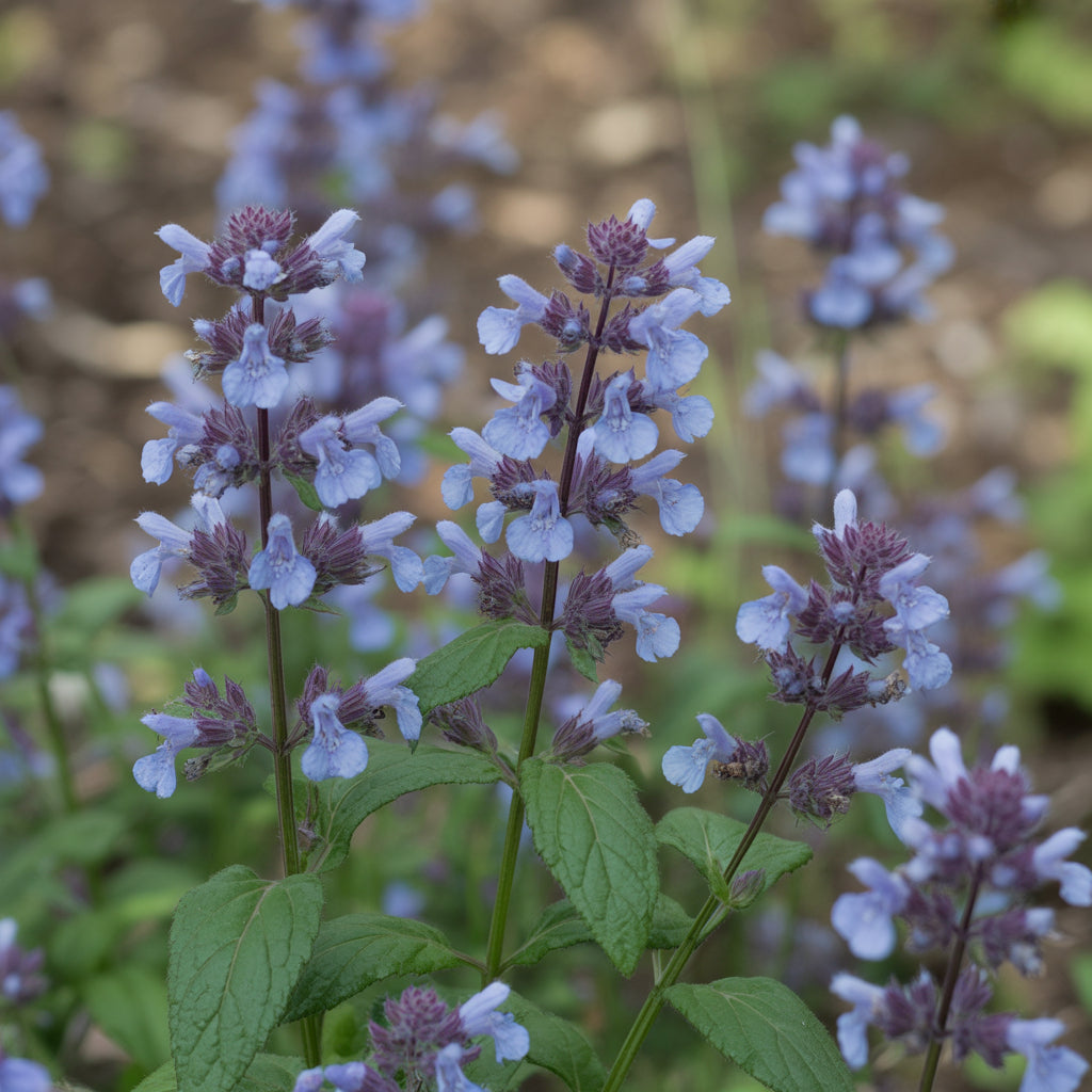 Blue Catmint Seeds Ideal for Planting