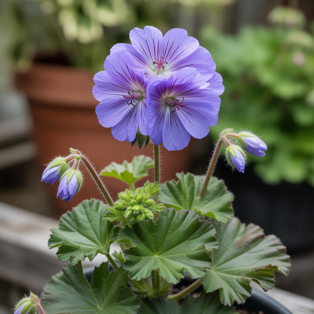 Sky Blue Green Geranium Seeds for Planting
