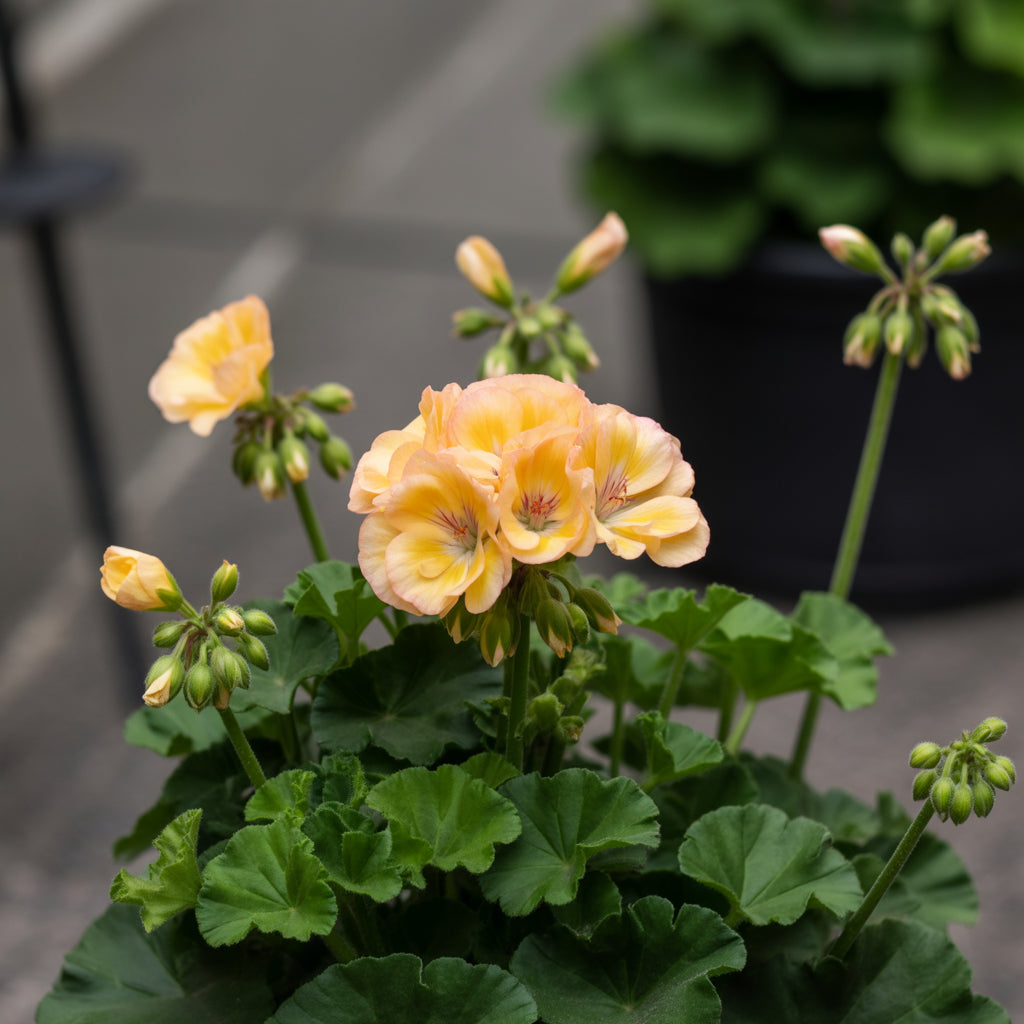 Yellow Geranium Seeds for Vibrant Garden Planting