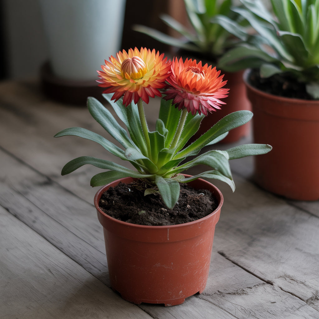 Orange Double Strawflower Seeds for Planting Vibrant Blooms, Easy Growing, Perfect for Summer Gardens