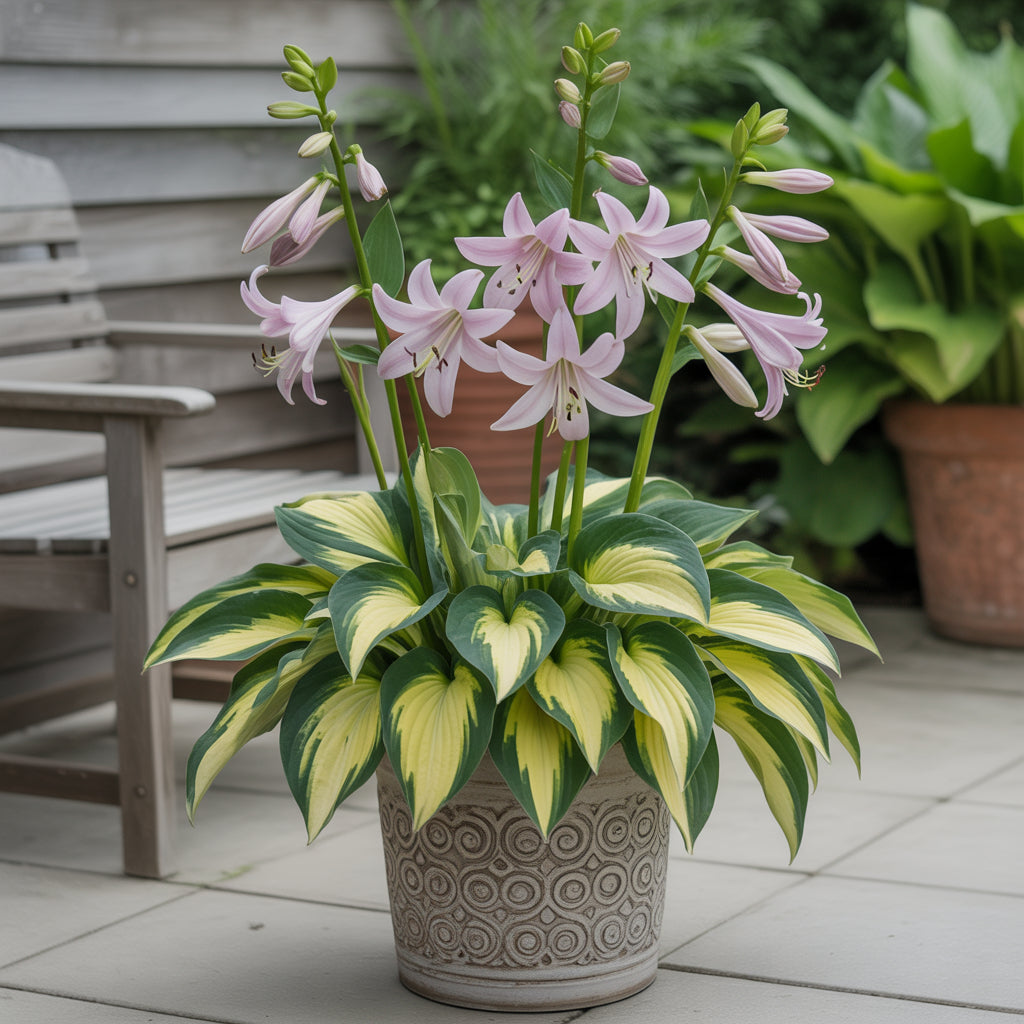 Hosta Jardin Mix Lily Flower Seeds for Planting - Perennial Garden Beauties